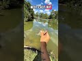 White perch? #fishing #fishspecies #bassfishing #riverfish #fish #fishtypes #freshwaterfish