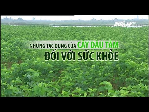 Video: Những Lợi ích Của Dâu Tằm