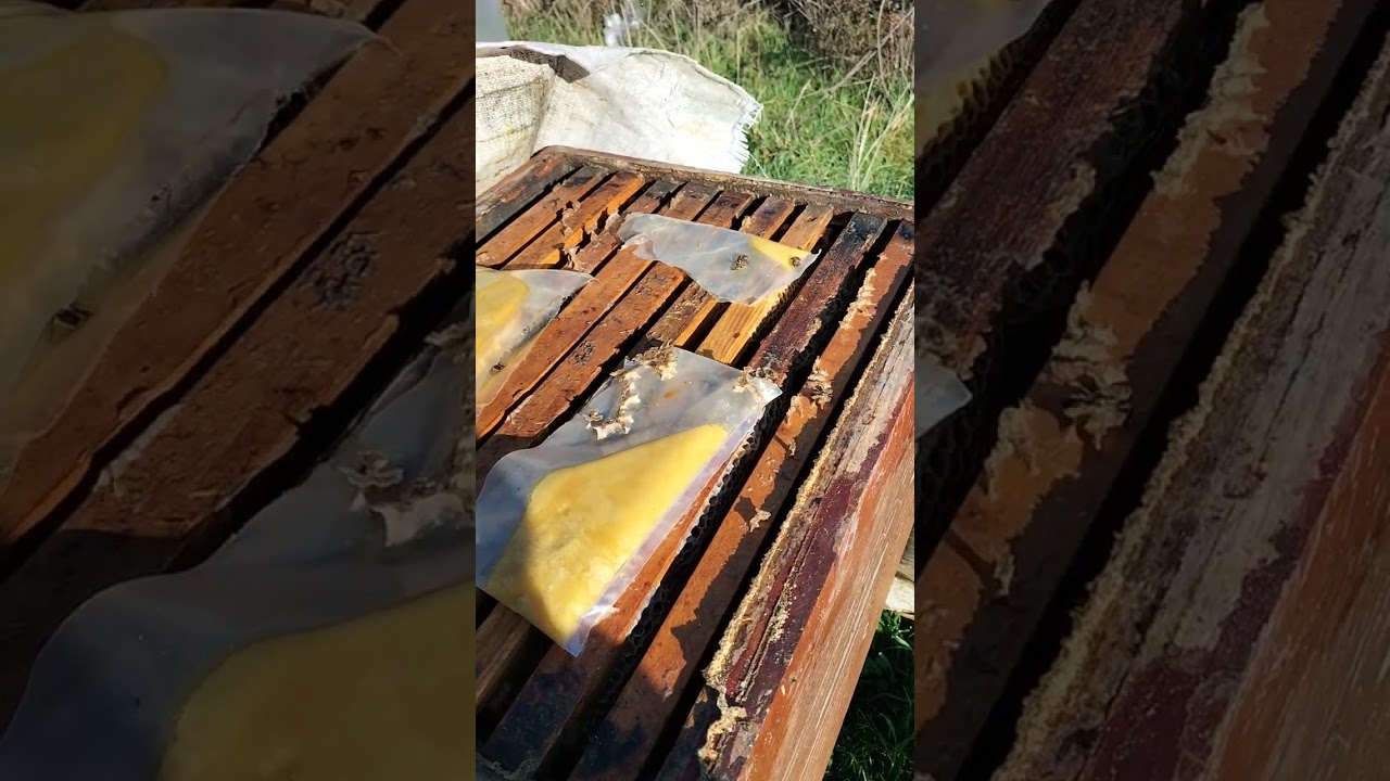 Bı abimizin ariligina sonbaharda sıkıştırma yapılmayan varroa mucadelesi eksik yapılan kovanların 