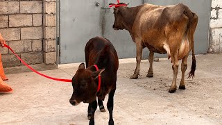 картинка: ГОВИ ГУСАЛАДОРИ ФУРУШИ ТЛ 011 87 95 95 НАВОРИ ТОЗА 23 сентября 2025 г.