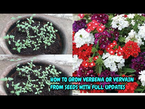 HOW TO GROW VERBENA OR VERVAIN FROM SEEDS WITH FULL UPDATES