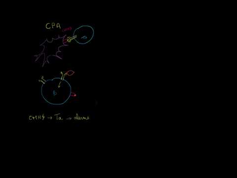 Vidéo: L'IL-17 Inhibe Le Recrutement Médié Par CXCL9 / 10 Des Cellules T Cytotoxiques CD8 + Et Des Cellules T Régulatrices Des Tumeurs Colorectales