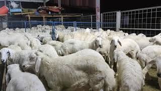 Download Lagu Arabian Dumba MP3