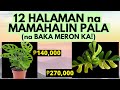 🪴 12 MAHAL na HALAMAN na baka MERON ka | Price List ng mga Pinaka MAHAL na HALAMAN sa PILIPINAS