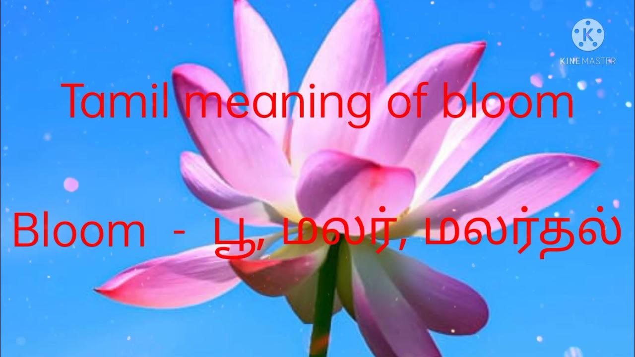 tamil meaning of Bloom. YouTube
