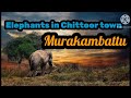 Elephants in Chittoor