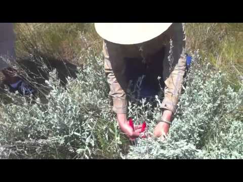 Βίντεο: Χρήσεις της Salvia Lyrata - Πληροφορίες για τα φυτά φασκόμηλου Lyreleaf στον κήπο