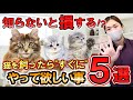 【知らないと損する!?】猫を飼ったら"すぐに"やってほしい事５選。しつけ方法やお世話のコツを猫専門ブリーダーがご紹介！