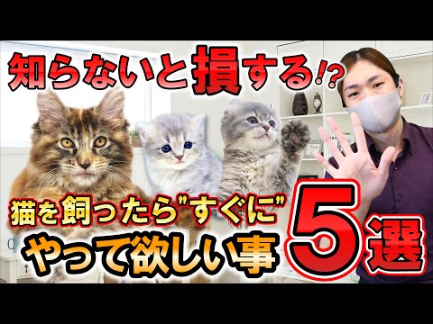 【知らないと損する!?】猫を飼ったら"すぐに"やってほしい事５選。しつけ方法やお世話のコツを猫専門ブリーダーがご紹介！