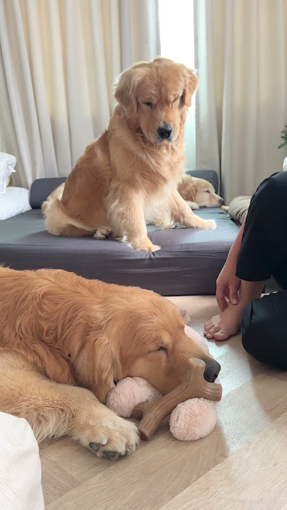 จุ๊มกับของเล่น