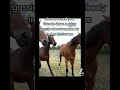 Bro lvl 100 shorts youtubeshortss animals school friends funny laugh youtube