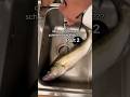 Zander oder Wels, was schmeckt dir besser?! #angeln #fishing #zander #wels #kochen