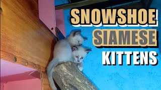 SNOWSHOE AND SIAMESE KITTENS