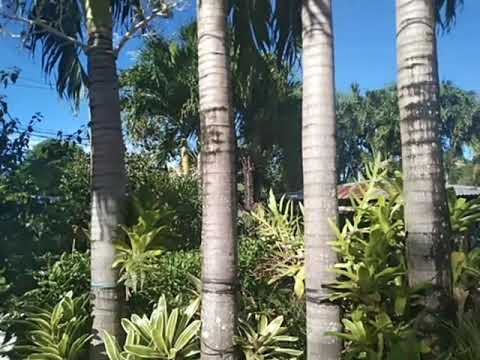 Video: Bimët E Familjes Bromeliad