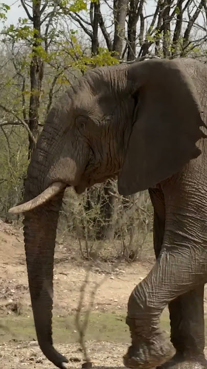 Survivalist Stares Down Massive Elephant | Naked and Afraid: Apocalypse | Discovery