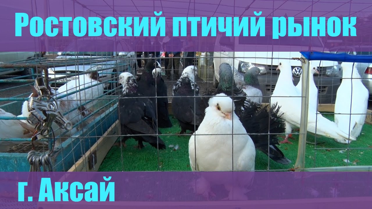 Птичий рынок Ростова-на-Дону (Аксай). Часть 1. [15.05.2022]