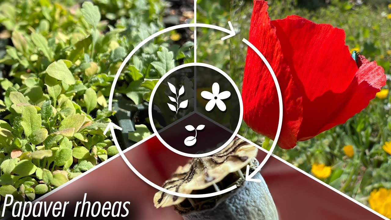 Дикий мак: полный цикл | Вердополис