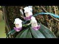 Орхидеи. Цветение апреля 2021 года.