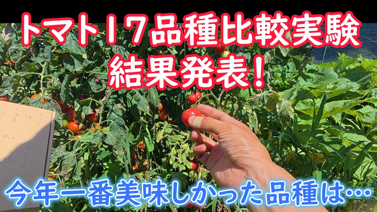 トマト様(全17種類) トマト様(全17種類)