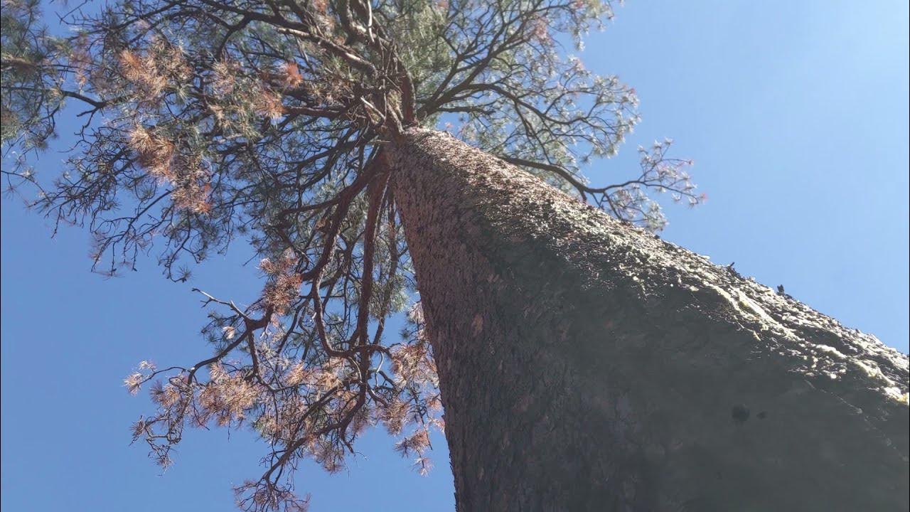 Creaking Tree YouTube