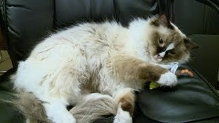 Ragdoll Cats Are Floppy Cats - ラグドール - PoathTV Funny Cat Video - PoathCats Ragdoll Cats Are Floppy Cats - ラグドール - PoathTV Funny Cat Video - PoathCats