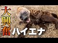 プレゼントに喜ぶハイエナが可愛すぎる件ww　Hyena is too cute