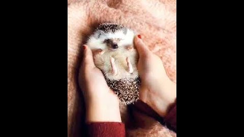 Cute Hedgehog