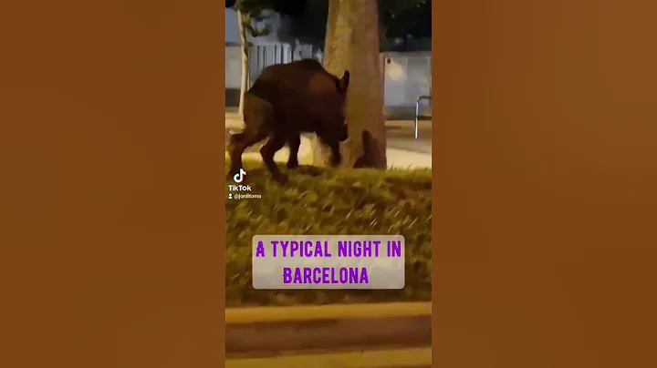 Wild boar in a TYPICAL NIGHT in Barcelona