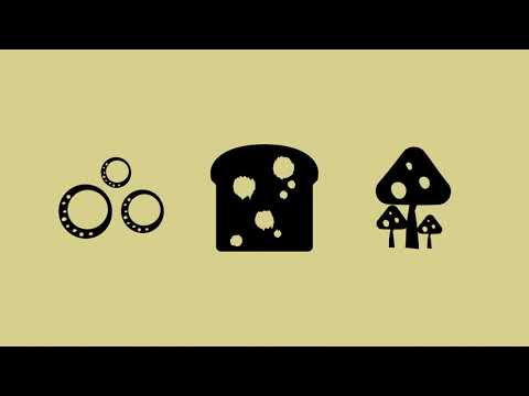 REINO FUNGI |