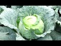 How To Became A Millionaire By Planting CABBAGE On Small Scale In Uganda