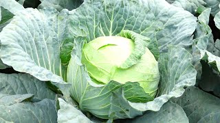 How To Became a Millionaire by Planting ''CABBAGE'' On Small Scale In Uganda