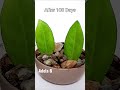 How to Grow Zz Plant Leaf Cuttings in Coconut Fiber / Husk #shorts #youtubeshorts