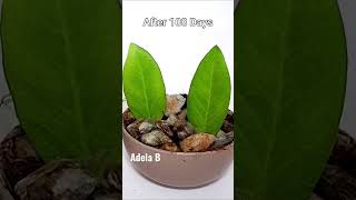 How to Grow Zz Plant Leaf Cuttings in Coconut Fiber / Husk #shorts #youtubeshorts