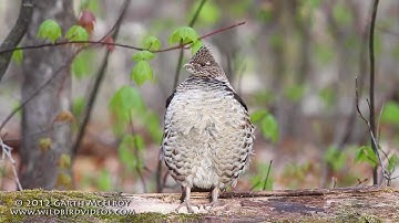 Ruffed Grouse Drumming in Maine