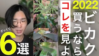 「2022年買うべきビカクシダ」予測大まとめ【持論爆発】