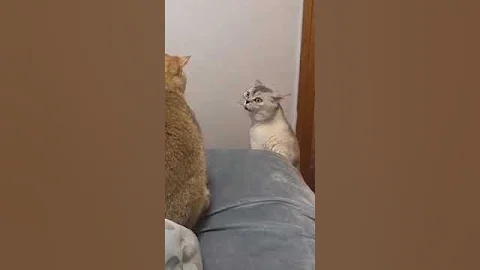 Watch the video about Angry Cats Screaming - Cat Fight Compilation 🐾www.PureFails.com‼️