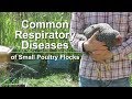 Common Respiratory Diseases of Small Poultry Flocks