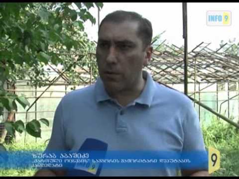 სეტყვით დაზარალებული
