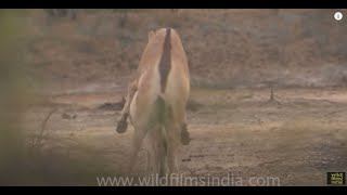 Indian wild Asses mating!