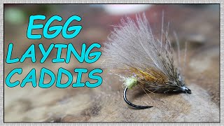 Egg Laying Caddis