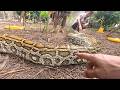 top gian Python Rescue! Massive Wildsnake Found Near Village House 😱🐍