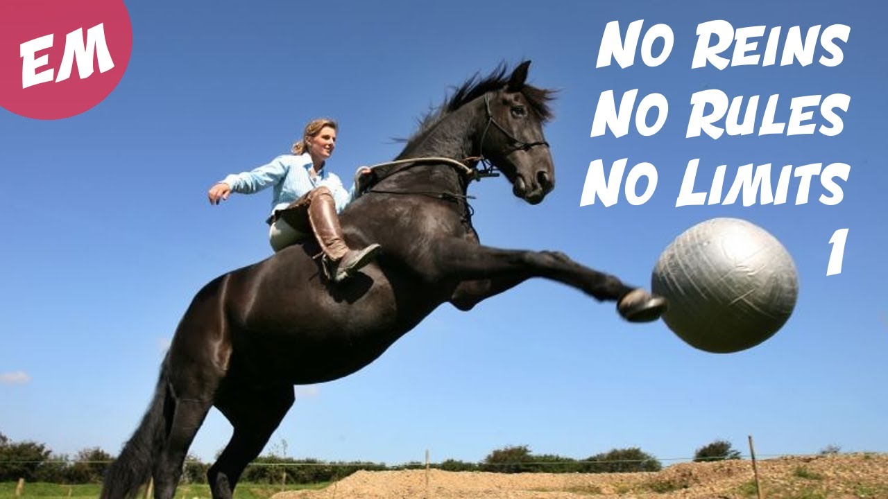 Лошади фото красивые. These are horses. Жирный конь. Табун лошадей. Недоуздок для лошади красивый.