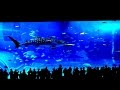 (4K)沖縄美ら海水族館・沖縄旅行記2016 - Okinawa Churaumi Aquarium