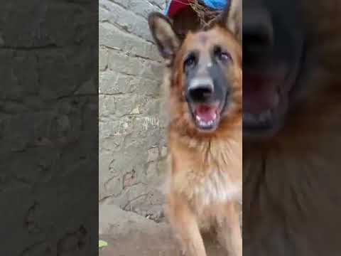 الجار للجار مش معاكي انتي مغامرات حمزة Pitbull مغامرات اكسبلور Foryou كلاب Pets كوميديا