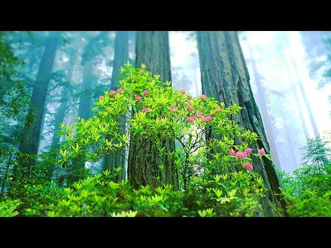 Relaxing Music for Stress Relief. Calming Music for Meditation, Healing Therapy, Spa, Sleep