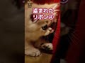 🎀盗まれたリボン🎀4【ASMR】Missing Ribbon😸✨地下室の秘密