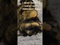 Happy Halloween day #Luka #cat