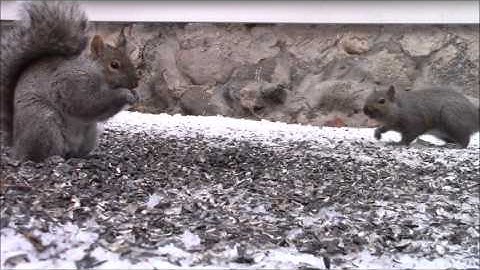 Audio Visual Catnip February 2016