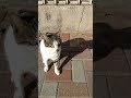 Смешные коты Мяукают. Funny Cats Meowing. Gatos graciosos. Kucing lucu. Lustige katzen. 面白い猫.