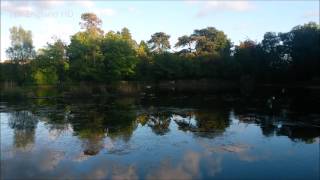 Ducks on Brynmill Park Pond